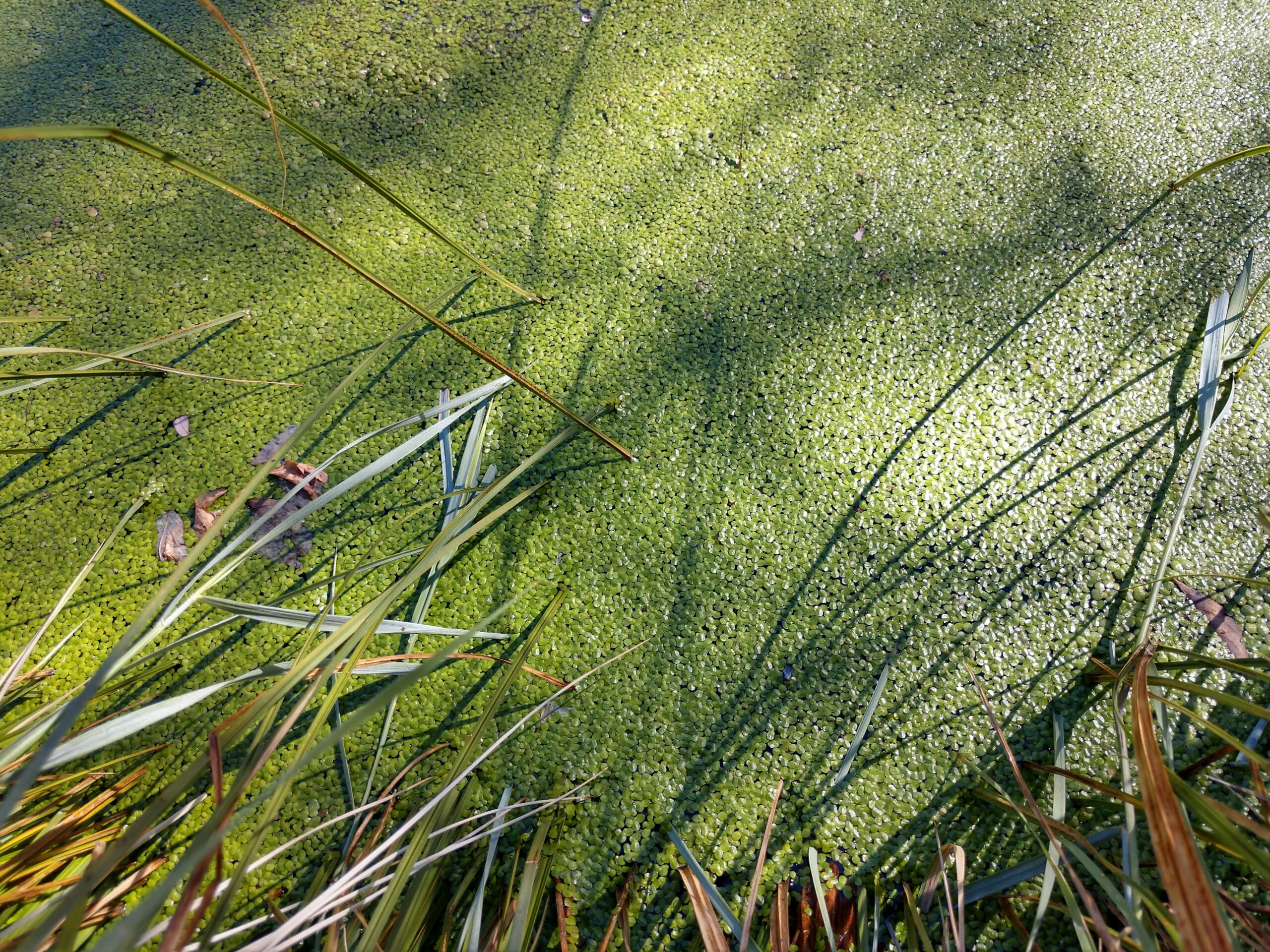 green sm moss over water
